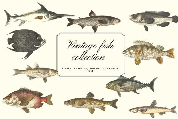 Vintage Fish Illustration: Elevating Modern Design